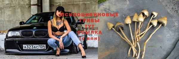 хмурый Аркадак